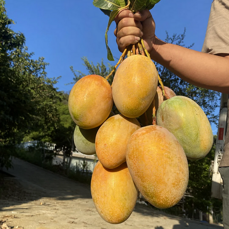 Super Sweet 🥭 Organic Giant Mango Seeds