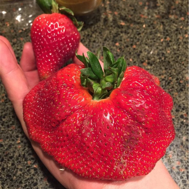 🍓Super Giant Strawberry Seeds