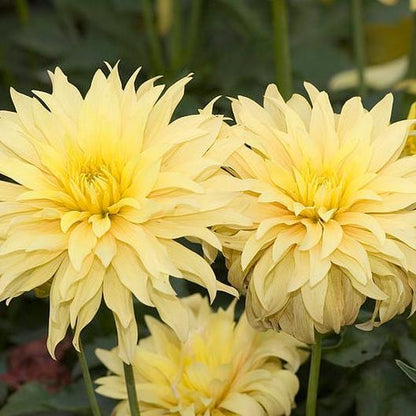 CACTUS DOUBLE DAHLIA Mix Variabilis Mixed Colors Hummingbird Flower Seeds