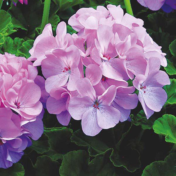 Geranium Maverick MIX