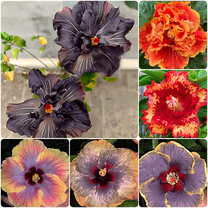 Mixed Giant Ombre Hibiscus Exotic Coral Flowers Seeds