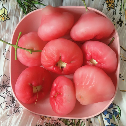 Pink Lotus Mist Seeds