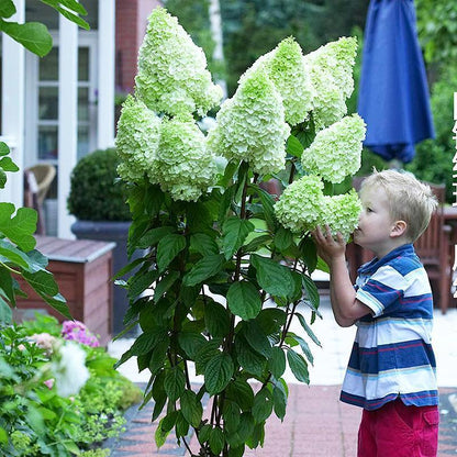 50/100Pcs Hydrangea Flowers Seeds Mixed Color Plants Home Garden Flower Seeds