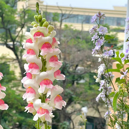 Dwarf Snapdragon  Seed Mixed