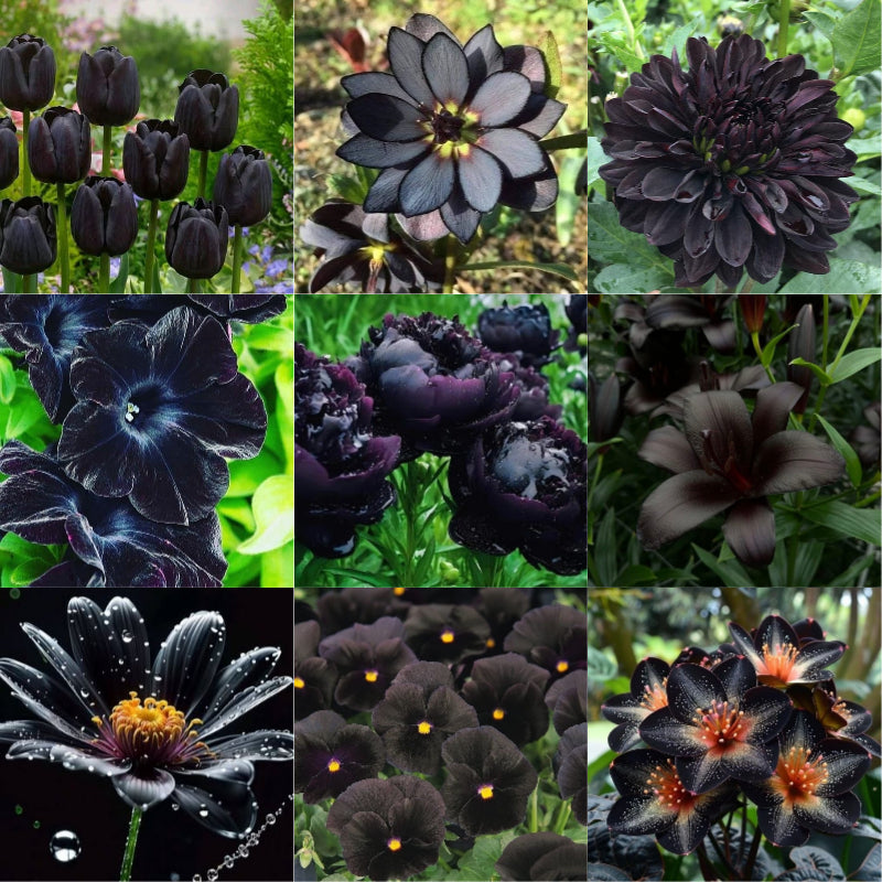 Exclusive Black Wildflower Seed Mix