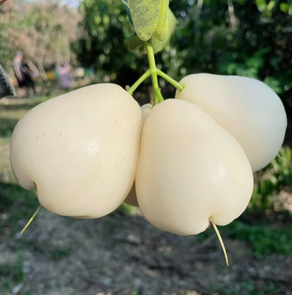 White Jade Lotus Mist Seed🍹