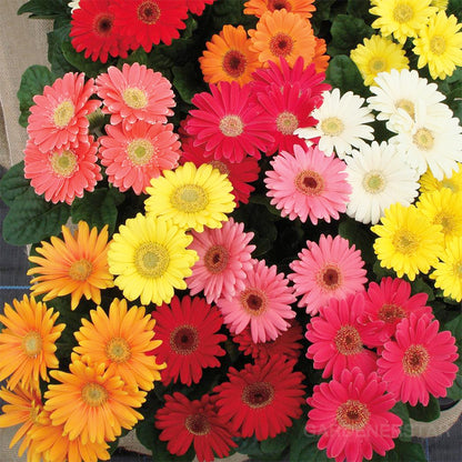 Mixed Gerbera Flower Seeds