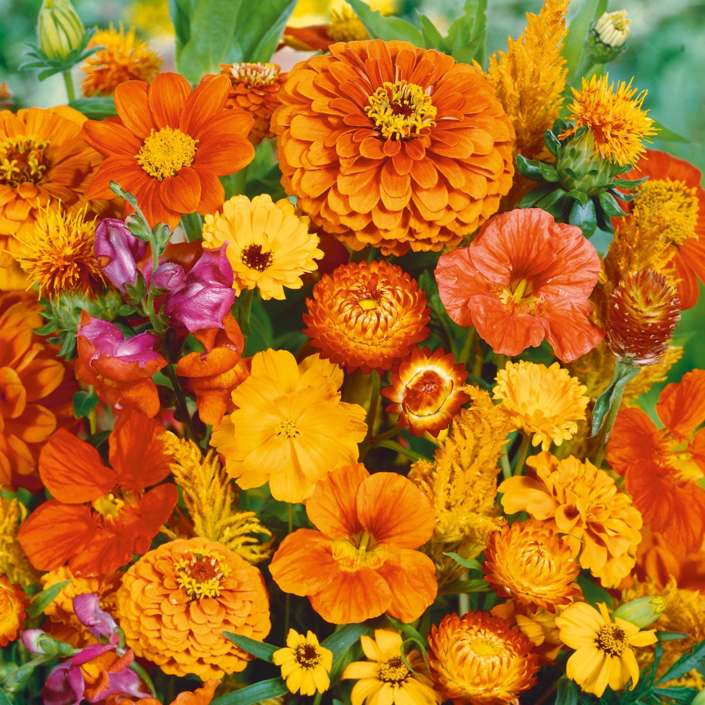 Orange You Glad - Orange Flower Seed Mix