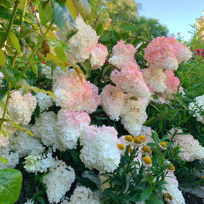 Strawberry Hydrangea Flowers Seeds Mixed Color Plants Home Garden Flower Seeds