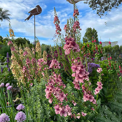 Verbascum Southern Charm Mixed