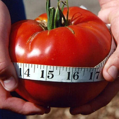 GIANT DELICIOUS TOMATO / UP TO 2KG