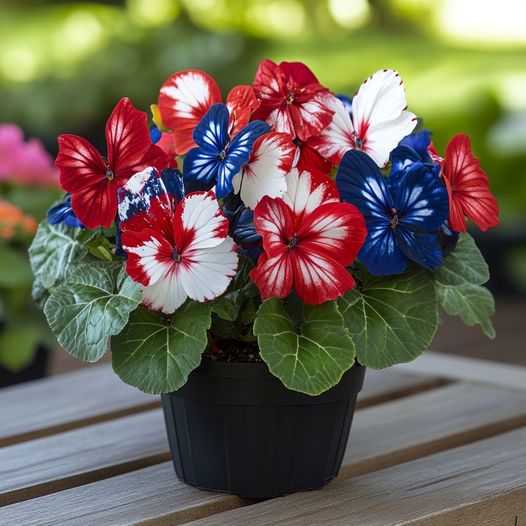 Patriotic Butterfly Begonia