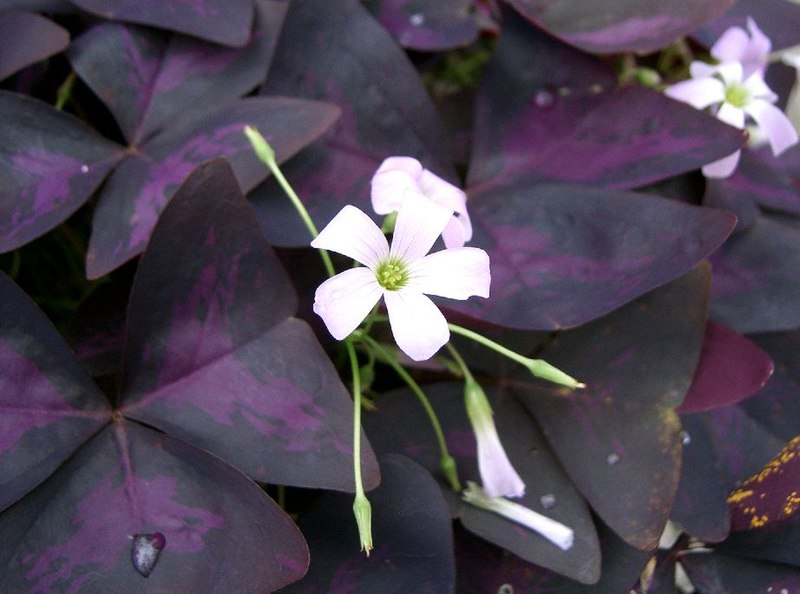 Charming Butterfly Plant (Oxalis triangularis)