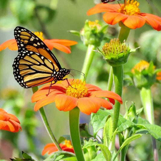 Monarch Butterfly Wildflower Seed Mix