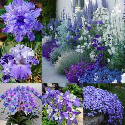 💜Blue Purple Mixed Flower Seeds