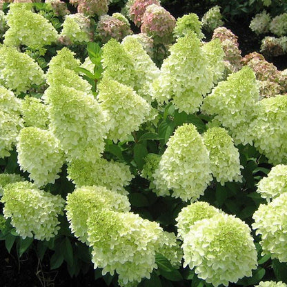 50/100Pcs Hydrangea Flowers Seeds Mixed Color Plants Home Garden Flower Seeds