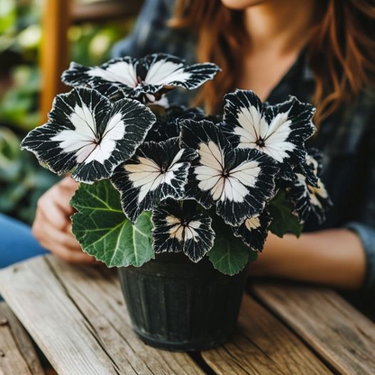 Black and White Butterfly Begonia🦋