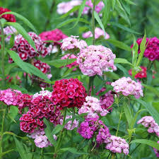 Sweet William Seeds - Herald of Spring Mix