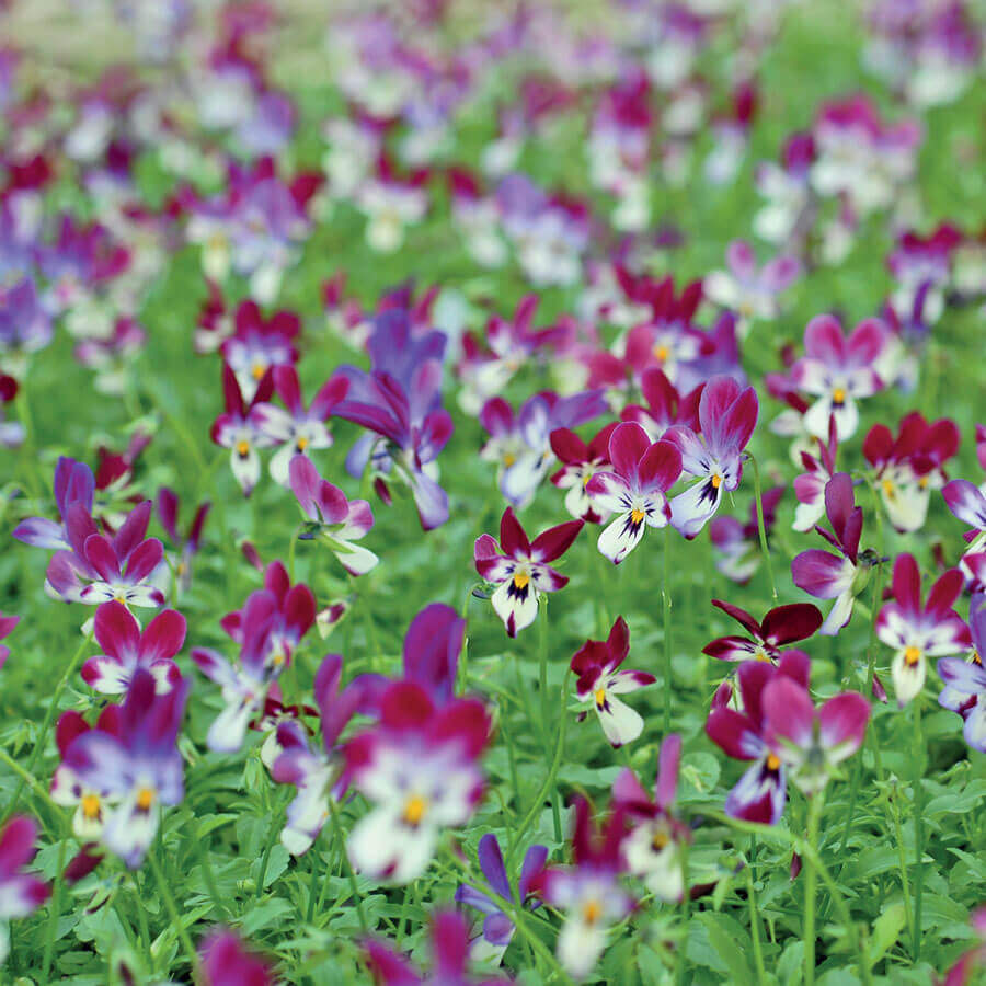 'Bunny Ears' Viola Seeds