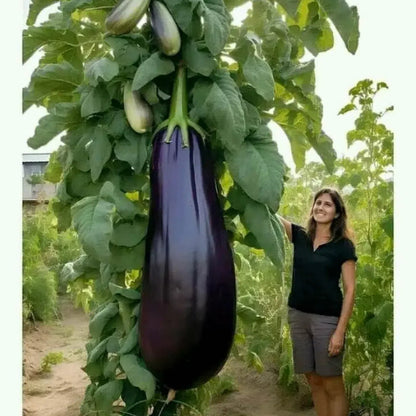 Giant Purple Eggplant Seeds 🍆🌟