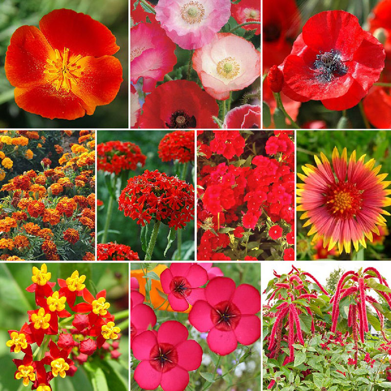 Red Head - Exclusive Red Wildflower Seed Mix