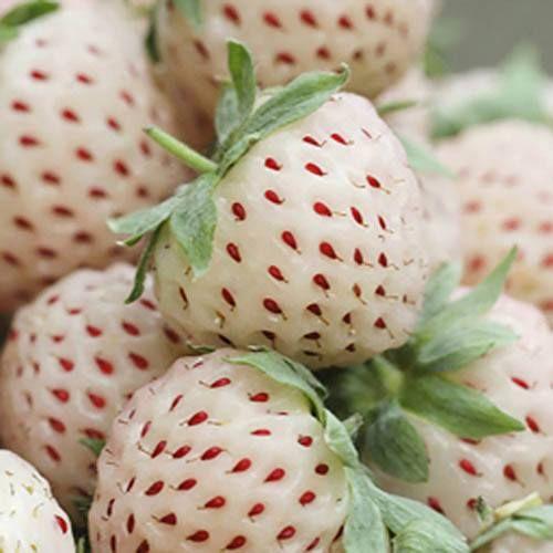 1 Bag Rare Milk Strawberry Seeds