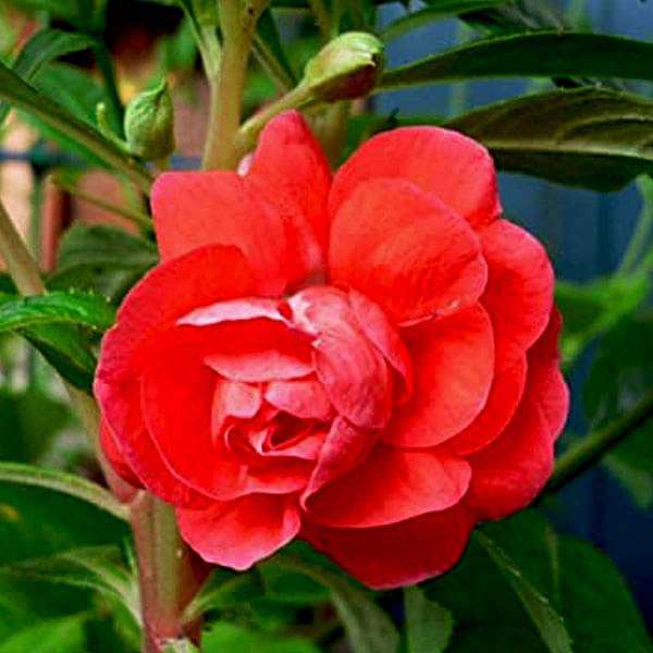 Balsamine Rose Flower - Flower Seeds