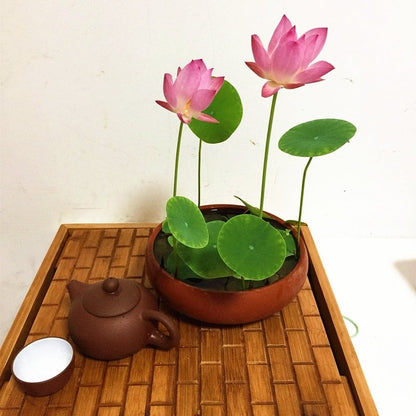 The Sacred Bonsai Lotus Flower