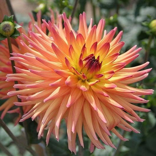 CACTUS DOUBLE DAHLIA Mix Variabilis Mixed Colors Hummingbird Flower Seeds