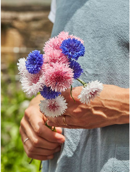 1000 Pcs Tall Double  Mixed Colors Cornflower Flower Seeds