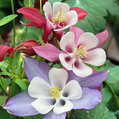 Columbine Seeds - McKana Giant Mix