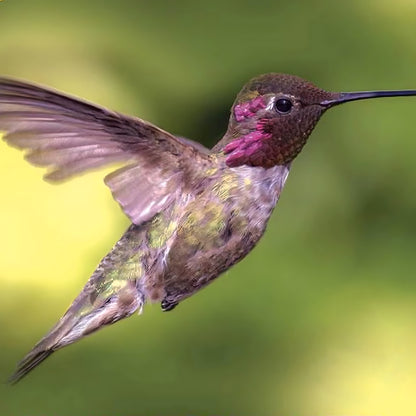 Mixed Wildflower Hummingbird Seeds