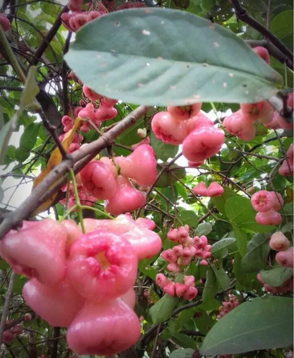 Pink Lotus Mist Seeds