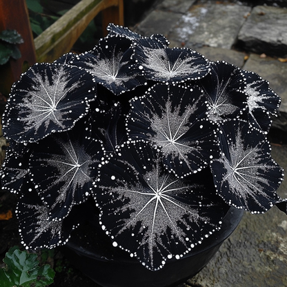 Black Velvet Butterfly Begonia