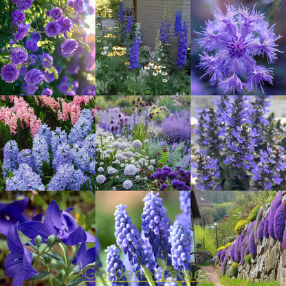 💜Blue Purple Mixed Flower Seeds