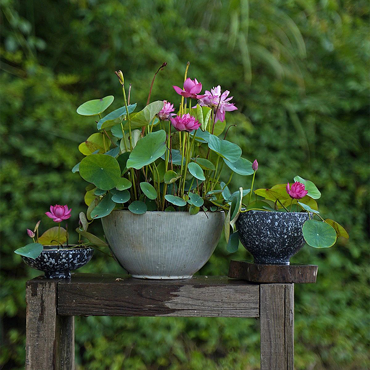 Bowl Lotus: Embracing Zen through Blossoms