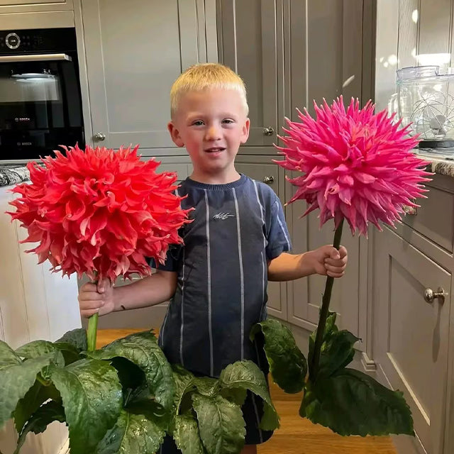 Mixed Giant Dahlia Seeds