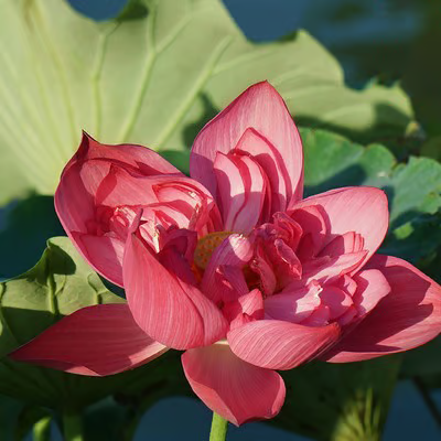 🔥【7 days germination】💐The Sacred Bonsai Bowl Lotus Flower