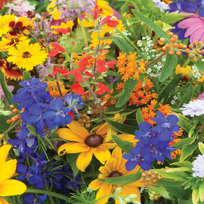 Mixed Wildflower Hummingbird Seeds