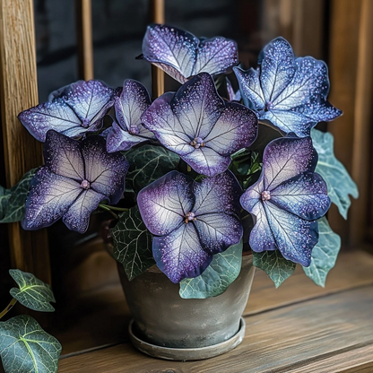 Plum Silver Star Begonia