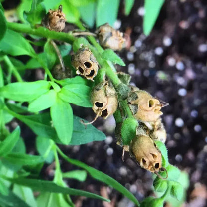 Snapdragon's Skull Flower Custom Mix Seeds