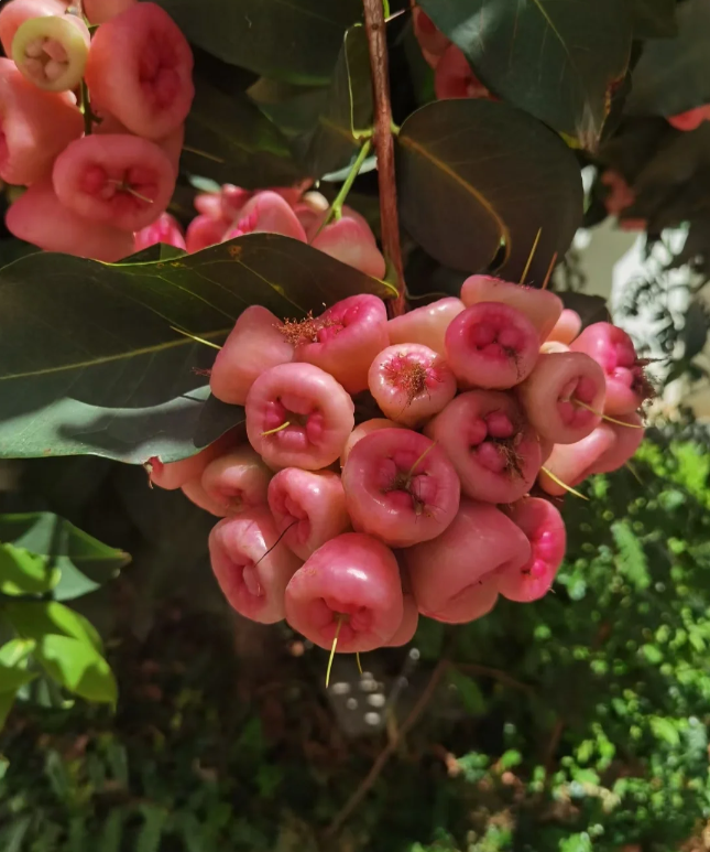 Pink Lotus Mist Seeds