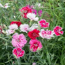 Chinese Pinks Seeds - Babydoll Mix