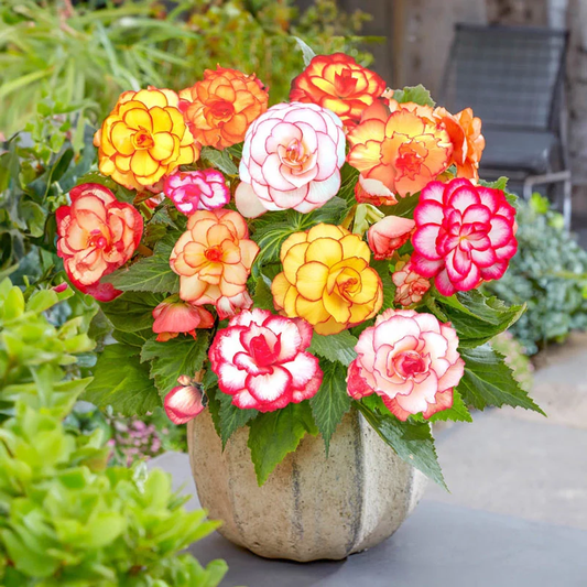 Lacy Edged Begonia