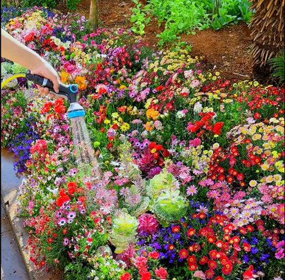 Perennial Flowers Seeds-Over 60 kinds mixed