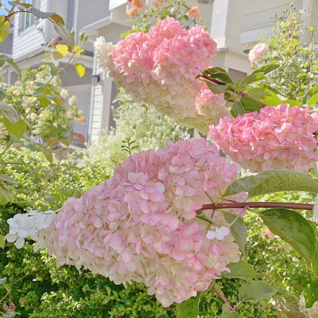 Strawberry Hydrangea Flowers Seeds Mixed Color Plants Home Garden Flower Seeds