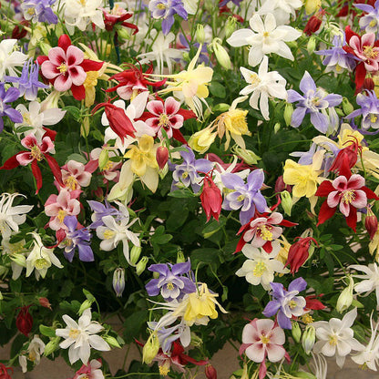 Columbine Seeds - McKana Giant Mix