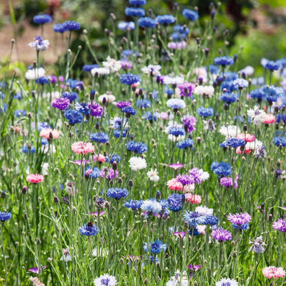 1000 Pcs Tall Double  Mixed Colors Cornflower Flower Seeds