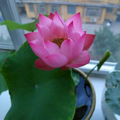 The Sacred Bonsai Lotus Flower