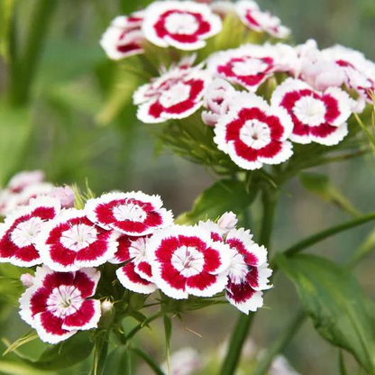 WEE Willie Dwarf SWEET WILLIAM Mixed Colors Dianthus Barbatus Flower Seeds